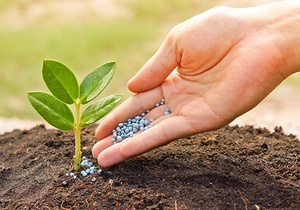 a hand giving fertilizer to a young plant with warm sunlight / planting tree