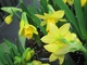 Daffodils in bloom